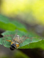 Fototapeta premium a spider that eats insects