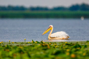 A pelican in the wilderness of the Danube Delta in Romania	