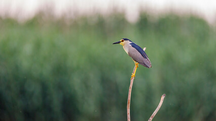 A Night Heron in the wilderness of the Danube Delta in Romania