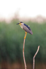 A Night Heron in the wilderness of the Danube Delta in Romania