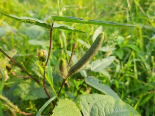 Vigna mungo plant.  Its other names black gram, urad bean, mash kalai, uzhunnu parippu, ulundu...