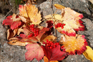 viburnum berries and colorful leaves