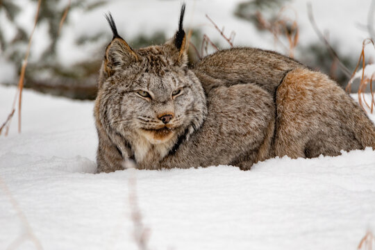 Sleepy Canada Lynx Lynx canadensis in winter snow