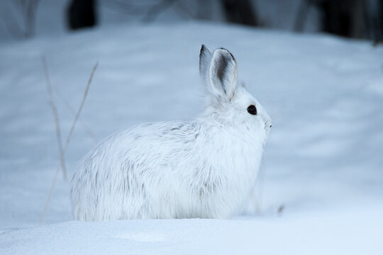 Snowshoe Hare Lepus americanus white winter coat