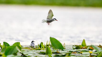 A common tern in the danube delta of romania	