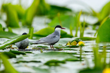 A common tern in the danube delta of romania	