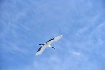 Bird watching, red-crowned crane, in
 winter