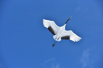 Bird watching, red-crowned crane, in
 winter