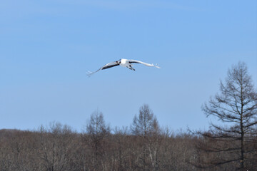 Bird watching, red-crowned crane, in
 winter