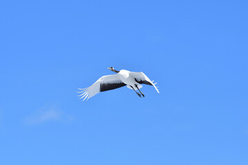 Bird watching, red-crowned crane, in
 winter