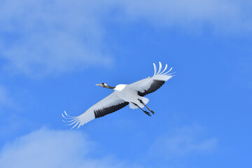 Bird watching, red-crowned crane, in
 winter
