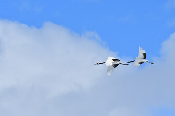 Bird watching, red-crowned crane, in
 winter