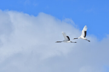 Bird watching, red-crowned crane, in
 winter