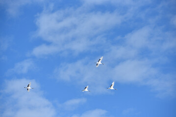 Bird watching, red-crowned crane, in
 winter