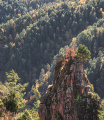 A rocky cliff made of stone and a pine tree growing from it against the backdrop of a mountain slope and forest, spruce in the Caucasus mountains