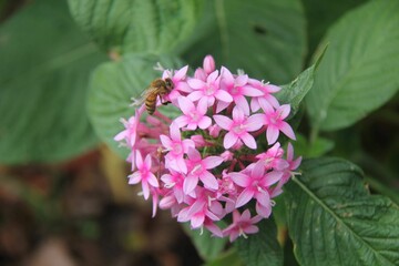 Fototapeta premium Selective focus shot of a bee pollinating a pink Pentas lanceolata flower
