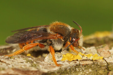Closeup on the rare Spotted red-resin solitary bee, Rhodanthidium sticticum sitting on wood
