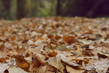 Hojas en el camino, bosque
Otoñal, detalle