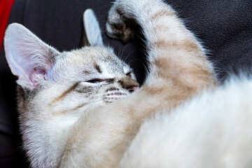 kitten poses. gray and white cat close-up . Selective Focus.