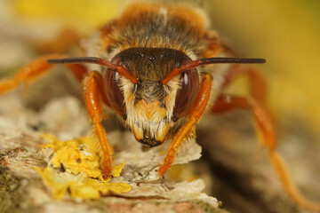 Frontal closeup on the rare Spotted red-resin solitary bee, Rhodanthidium sticticum