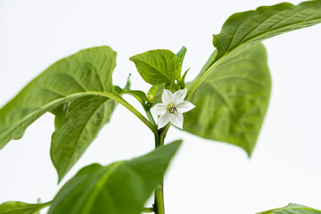 Growing peppers from seeds. Step 9 - first flowers, blossoms