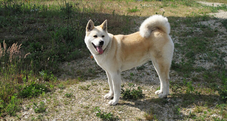 White dog resting - Akita Inu Japanese breed,
Akita Inu breed lying on the ground