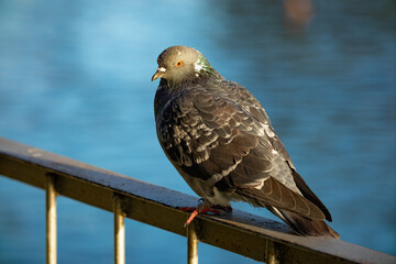 Pigeon on a metal fence close-up on a sunny day. Photo of a bird taken with a telephoto lens