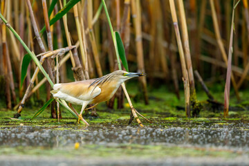 A pond heron in the swamps of the Danube Delta in Romania	
