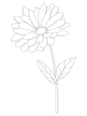 The outline of a gerbera or gerbera flower and black leaves highlighted on a white background. Vector Gerbera floral botanical flower. Black and white engraving.