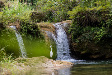 waterfall in the forest