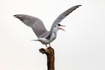 A common tern in the danube delta of romania	