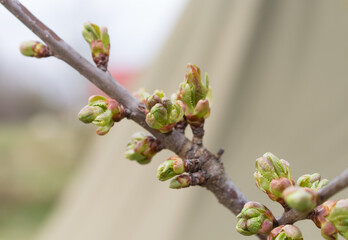 cherry buds