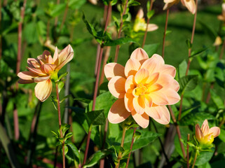 Soft pink orange dahlia flowers on green background. Pink daisy flower with pink petals in the garden. Autumn landscape. Macro floral. Soft pastel chrysanthemum on green. Autumn flowers field..