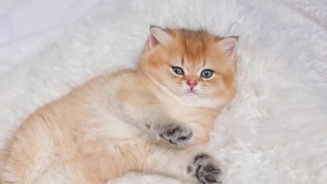 very cute fluffy funny  kitten of the British breed sleeps on a white fur blanket, top view