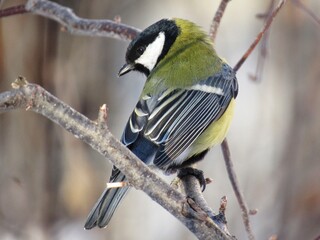 Fototapeta premium a bird