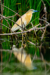 A pond heron in the swamps of the Danube Delta in Romania	