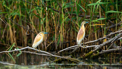 A pond heron in the swamps of the Danube Delta in Romania	