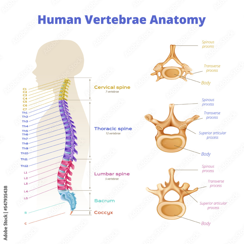 Sticker Human Vertebrae Anatomy Infographics