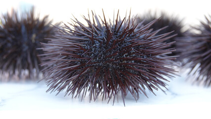 close up of sea urchins fresh out of the sea on a white background. sea urchins from the Aegean Sea.
