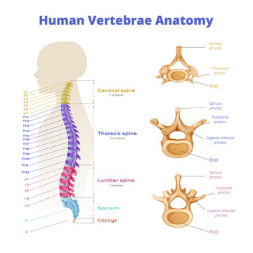 Human Vertebrae Anatomy Infographics