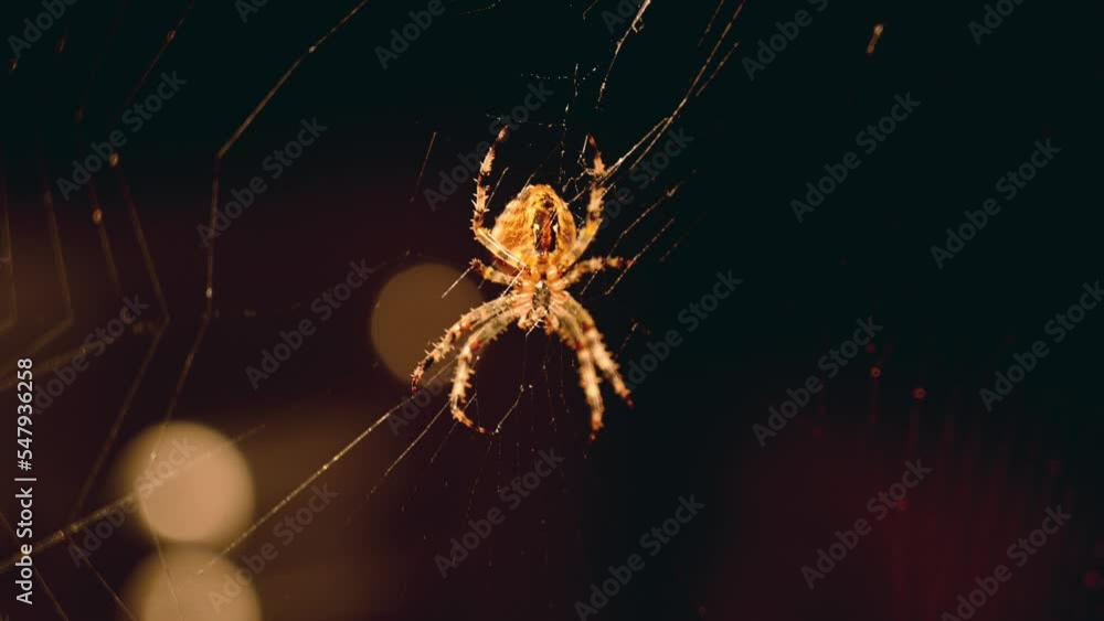 Poster close up focus racking shot of a spider in her net waiting for prey in the dark in front of a window