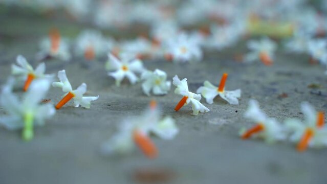 Night jasmine, Seuli or Shefali flower is symbol flower of saradiya or Durga Puja festival in autumn season.