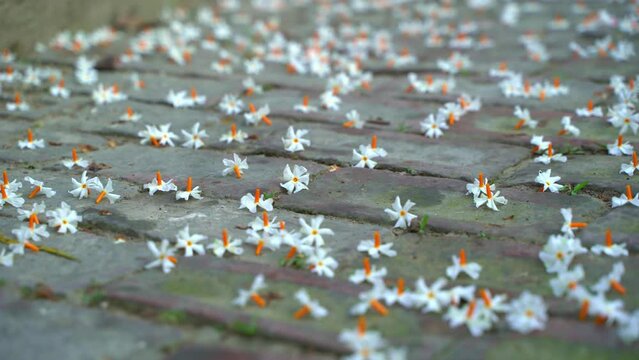 Night jasmine, Seuli or Shefali flower is symbol flower of saradiya or Durga Puja festival in autumn season.