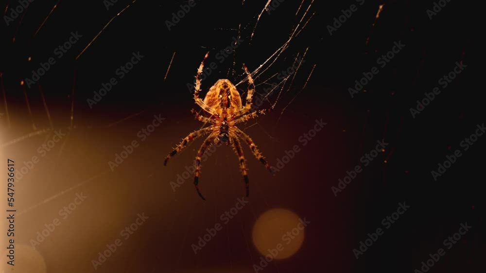 Poster close up zoom shot of a spider in her net waiting for prey in the dark in front of a window in warm 