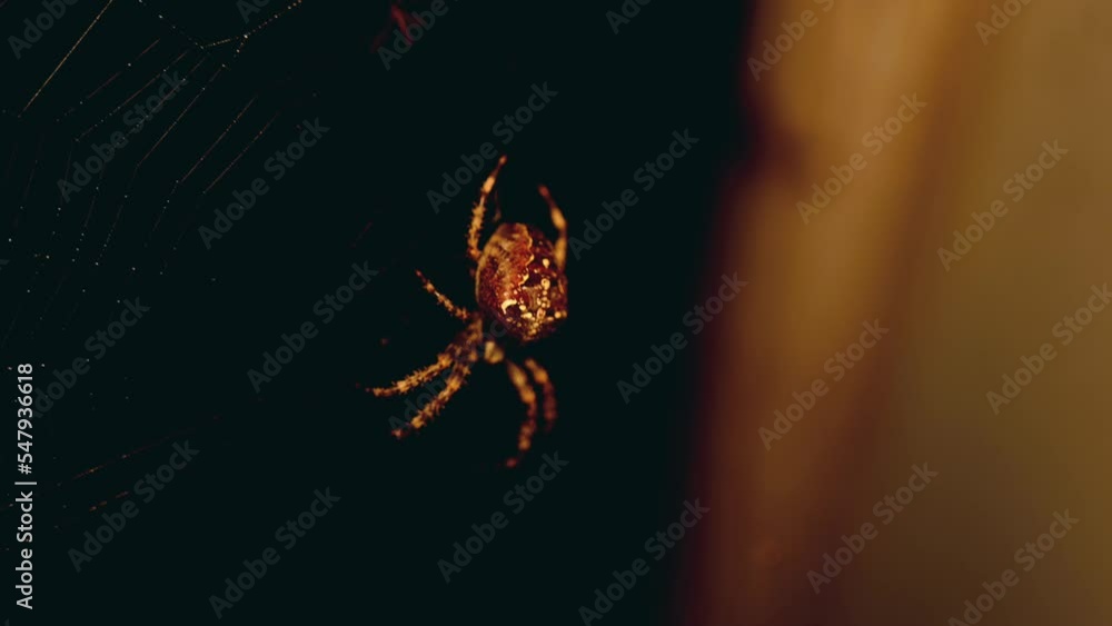 Poster macro shot of a spider in her net waiting for prey with at night in front of a window in warm light 