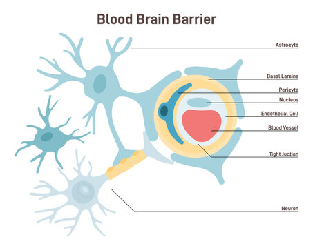 Blood-brain barrier anatomical structure. Semipermeable border that