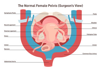 Fototapeta premium Anatomy of female internal organs. Female pelvis surgeon view.