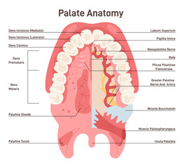 Palate anatomy. Human oral cavity. Inferior surface of upper jaw structure © inspiring.team