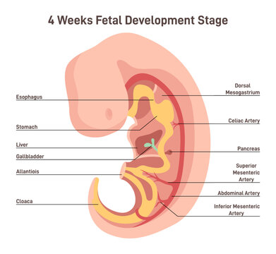 Pregnancy development concept. Anatomy of the 4 weeks human