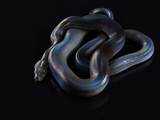 Reticulated Python (Python reticulatus) on black background. rainbow snake shimmers in different...